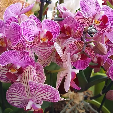 Aan Duin En Zee Candle Oda ve Kahvaltı Oostende