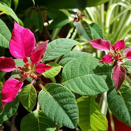 Bed & Breakfast Aan Duin En Zee Candle Oostende